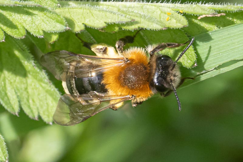 Andrena nitida.jpg